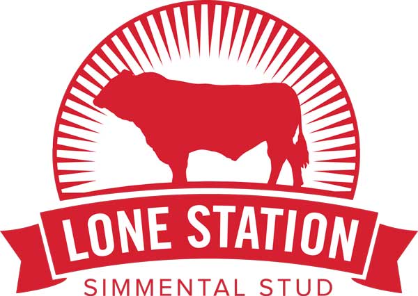 lone station - Simmental Cattle