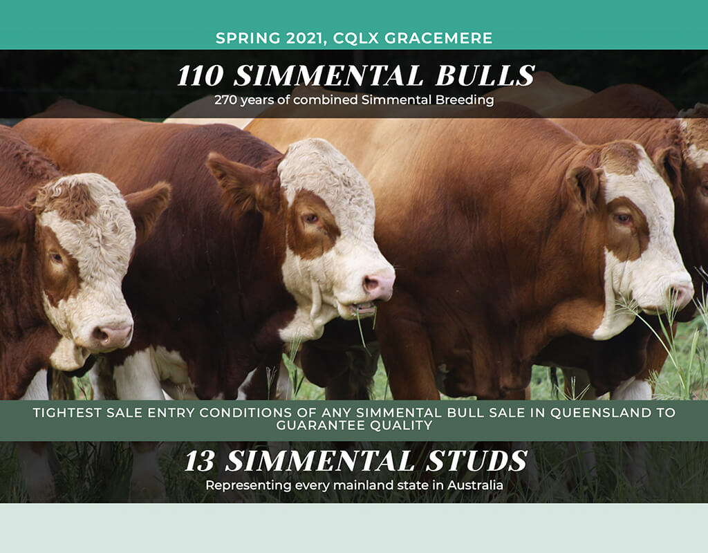 Queensland Simmental Bull Sale Launched