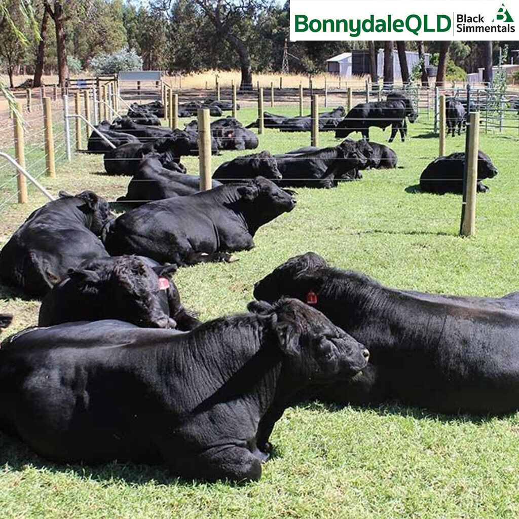 Bonnydale Black Simmental Bulls